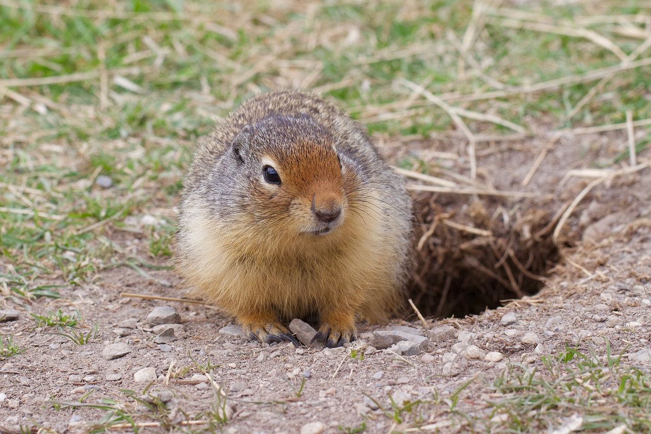 Gopher Repellent Balls are an Amazing Natural Gopher Deterrent!