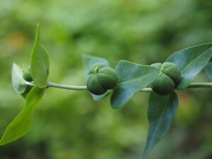 Gopher Spurge