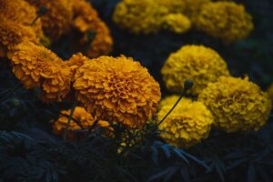 Gophers Marigold