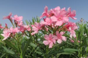 Gophers Oleander