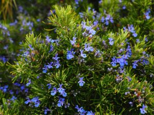 Gophers Rosemary