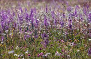 Gophers Sage