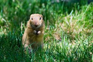 How do I Get Rid of Gophers Use Gopher Repellent Granules!