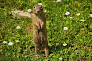 How to Get Rid of Gophers Permanently The 2 Absolute Best Gopher Trap Products!