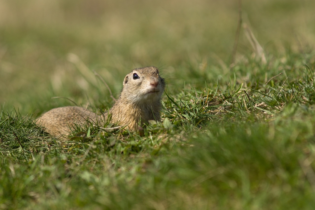 How to Get Rid of Gophers for Good The Best Natural Gopher Deterrents!