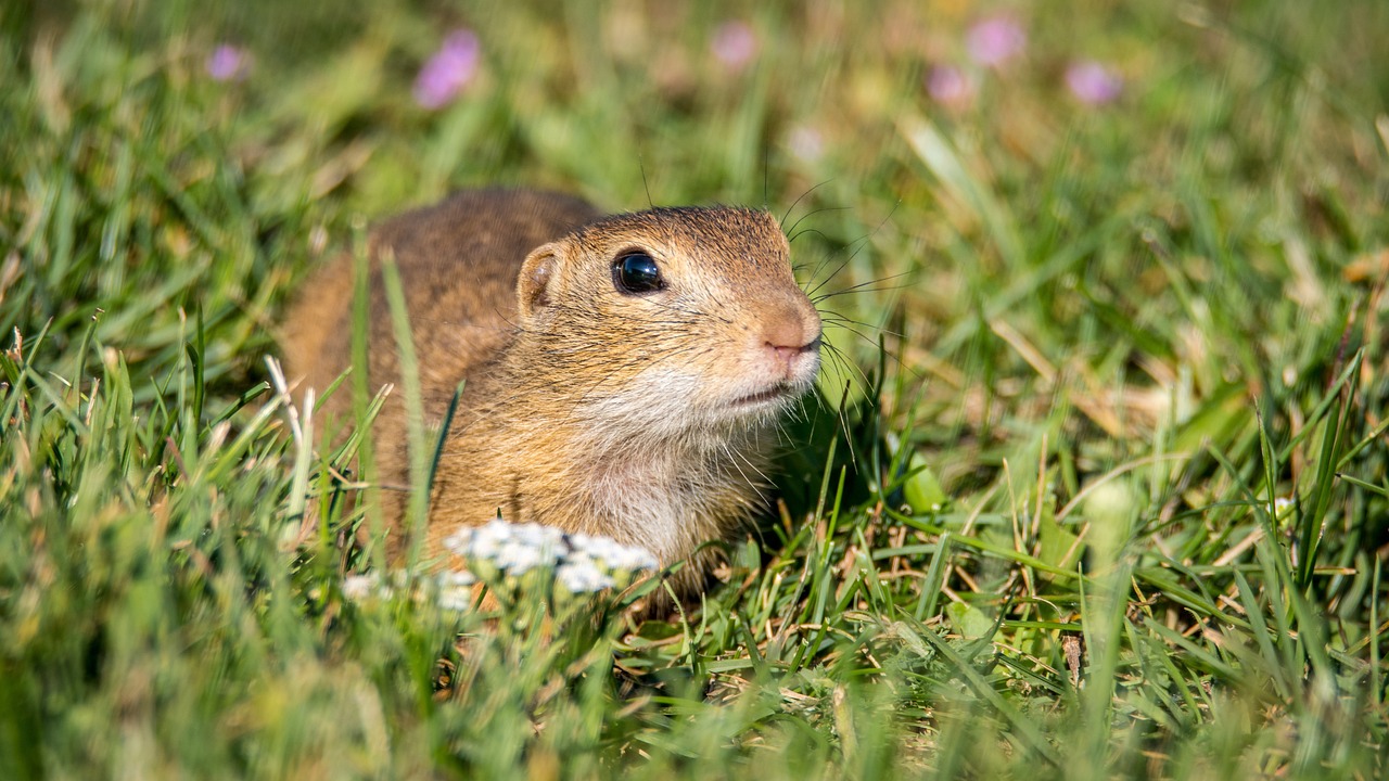 How to Get Rid of Gophers in Your Yard The Best Solar Gopher Repeller Devices!