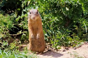 How to Get Rid of Gophers in the Garden The Best Gopher Deterrent Plants!