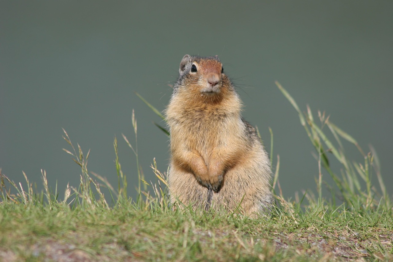 How to Keep Gophers Out of the Garden Use Gopher Netting!