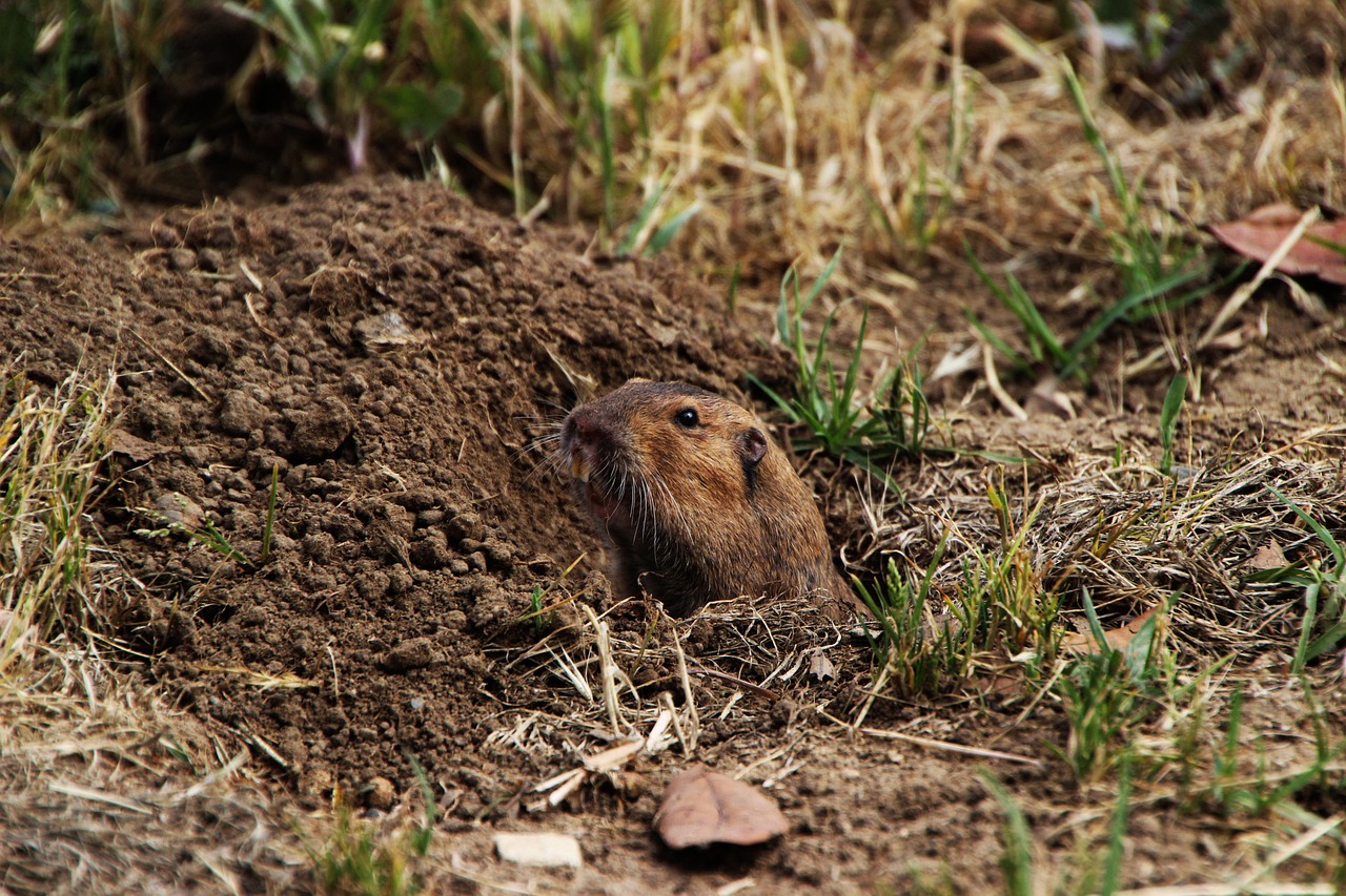 What Gets Rid of Gophers Using a Gopher Spray is a Great Option!