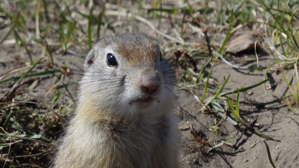 What’s the Best Way to Get Rid of Gophers? The 5 Best Gopher Repellents that Work! Goodbye Gophers